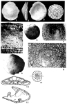 Crespinina kingscotensis Wade, 1955