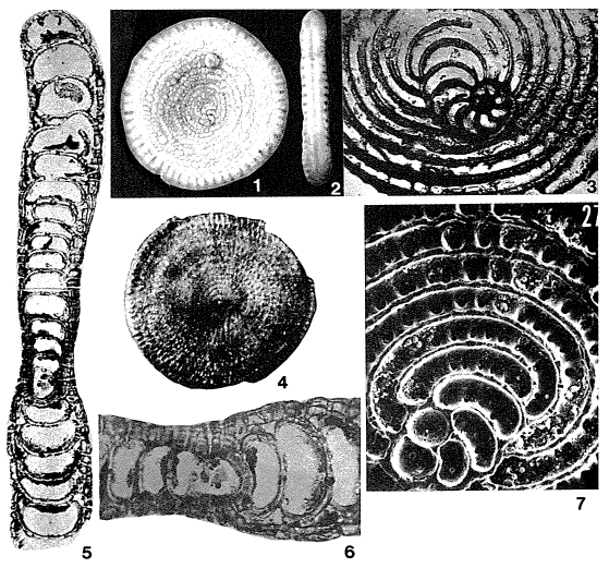Sherbornina atkinsoni Chapman, 1922 Sherbornina atkinsoni Chapman, 1922
