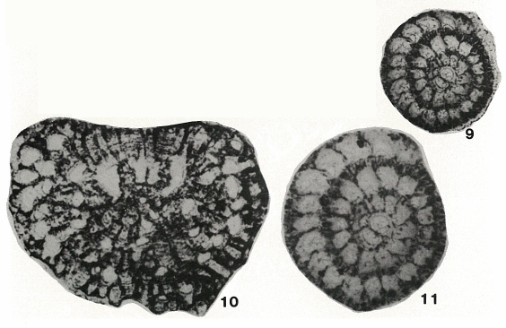 Quasirotalia guamensis Hanzawa, 1967 Quasirotalia guamensis Hanzawa, 1967