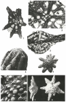 Siderolites calcitrapoides Lamarck, 1801
