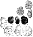 Ammoelphidiella antartica Conato & Segre, 1974, author: Loeblich & Tappan, 1987