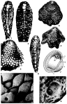 Lepidosemicyclina thecideaeformis (Rutten, 1911)