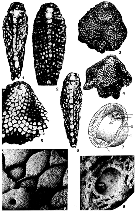Lepidosemicyclina thecideaeformis (Rutten, 1911) Lepidosemicyclina thecideaeformis (Rutten, 1911)