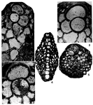 Miogypsina globulina (Michelotti, 1841)