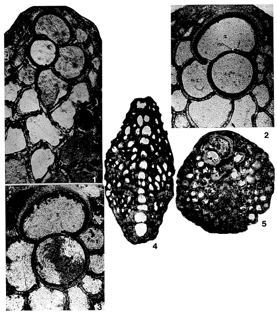 Miogypsina globulina (Michelotti, 1841)