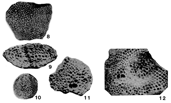 Miogypsina mexicana Nuttall, 1933 Miogypsina mexicana Nuttall, 1933