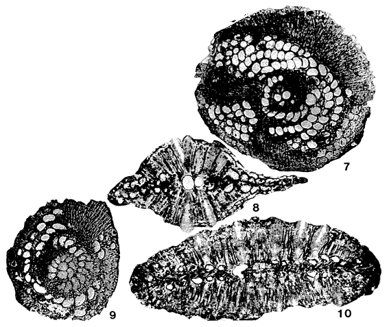 Biplanispira mirabilis (Umbgrove, 1936) Biplanispira mirabilis (Umbgrove, 1936)