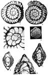 Miscellanea miscella (d'Archiac & Haime, 1853)