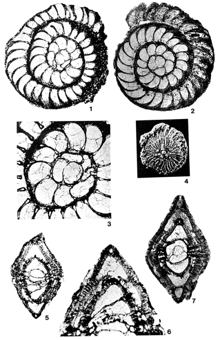 Miscellanea miscella (d'Archiac & Haime, 1853)