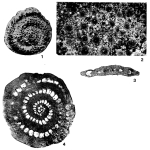 Pellatispira douvillei Boussac, 1906