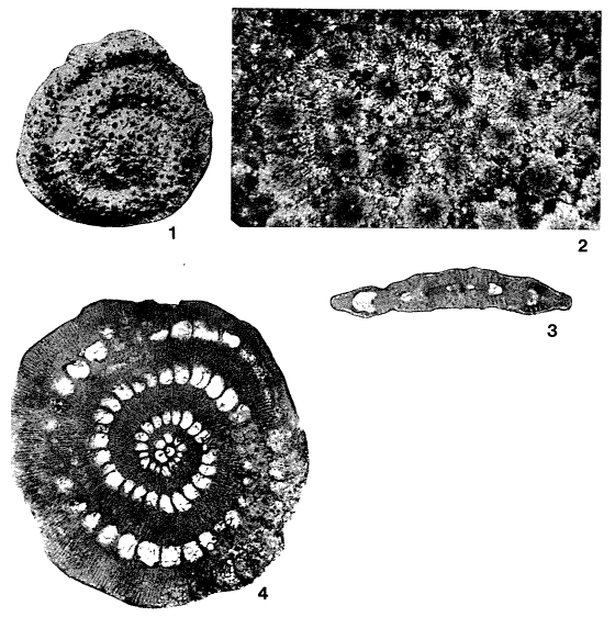 Pellatispira douvillei Boussac, 1906