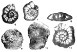 Bozorgniella qumiensis Rahaghi, 1973