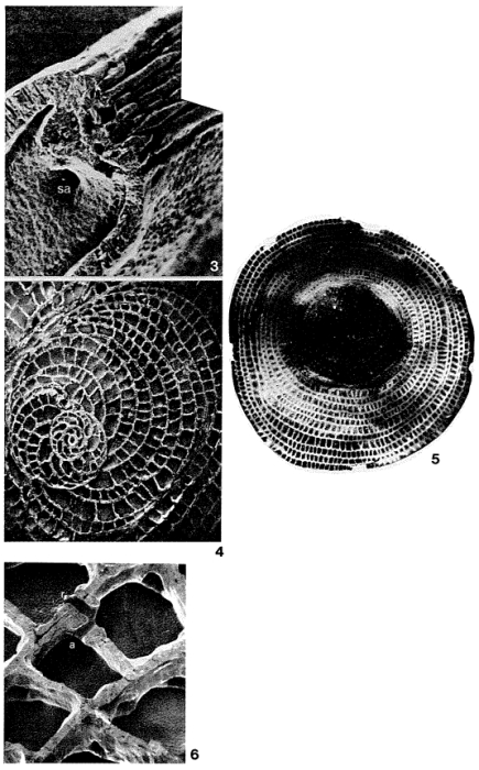 Heterocyclina tuberculata (Möbius, 1880)