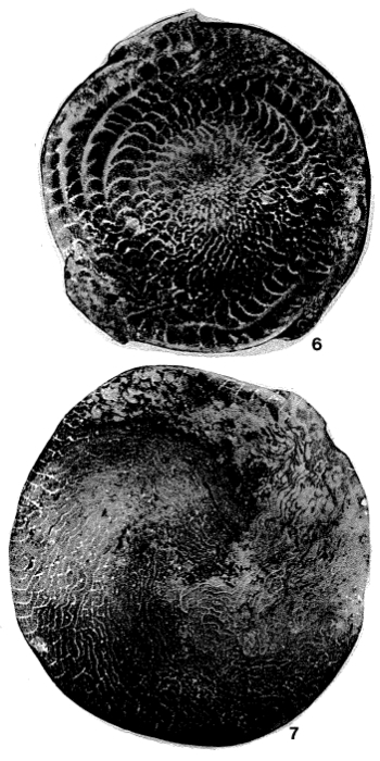 Nummulites laevigatus (Bruguière, 1792) Nummulites laevigatus (Bruguière, 1792)