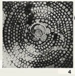 Radiocycloclypeus radiatus (Tan, 1932)