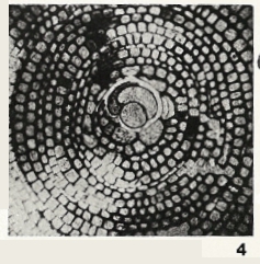 Radiocycloclypeus radiatus (Tan, 1932) Radiocycloclypeus radiatus (Tan, 1932)