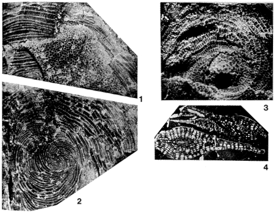 Spiroclypeus orbitoideus Douvillé, 1905