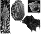 Asterocyclina stellata (d'Archiac, 1846), author: Loeblich & Tappan, 1987
