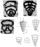 Agglutisolena conica Senowbari-Daryan, 1984