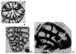 Palaeolituonella fluegeli Zaninetti, Altiner, Dager & Ducret, 1982