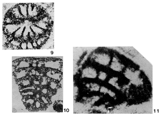 Palaeolituonella fluegeli Zaninetti, Altiner, Dager & Ducret, 1982