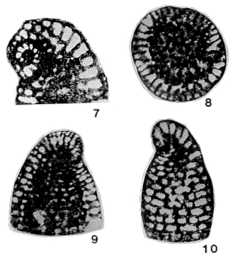 Paracoskinolina casterasi Bilotte, Canérot, Moullade & Peybernès, 1973 Paracoskinolina casterasi Bilotte, Canérot, Moullade & Peybernès, 1973