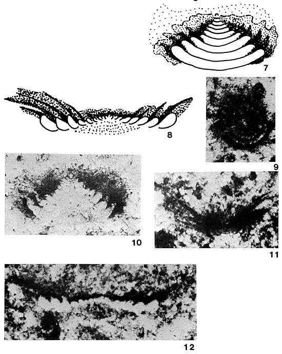 Hirsutospirella pilosa Zaninetti et al., 1985 Hirsutospirella pilosa Zaninetti et al., 1985
