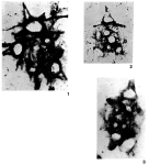 Miliolechina stellata Zaninetti et al., 1985