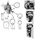 Costifera battagliensis Senowbari-Daryan, 1983