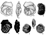 Pseudosiphoninella antiqua (Gorbachik, 1966)