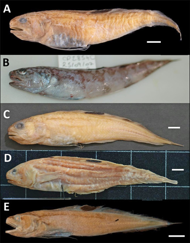 Species of the longiventralis group Species of the longiventralis group