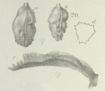 Uvigerina cristata Marsson, 1878