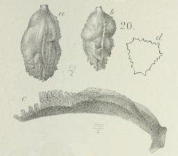 Uvigerina cristata Marsson, 1878 Uvigerina cristata Marsson, 1878