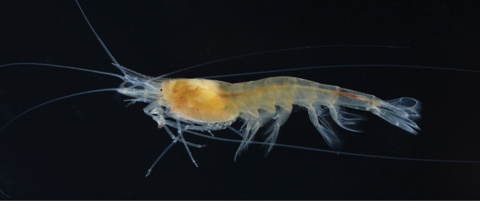 Live specimens of Sinodina ashima (Jiang et al., 2023)