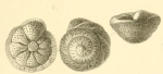 Discorbina semiorbis Karrer, 1868