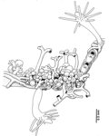 Fiordlandia protecta, after preserved samples (holotype)