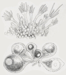 Oorhiza borealis, above part nof colony, below sporosacs