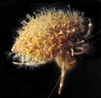 Hydractinia aculeata, whole colony on hermit crab