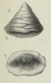 Valvulina palaeotrochus var. compressa Brady, 1876, author: Le Coze, Franis