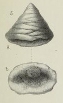 Valvulina palaeotrochus var. compressa Brady, 1876 Valvulina palaeotrochus var. compressa Brady, 1876