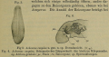Achoerus caspius