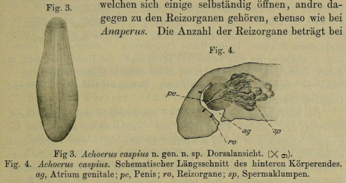 Achoerus caspius Achoerus caspius