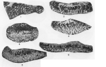 Orbitokathina hottingeri Rahaghi, 1983