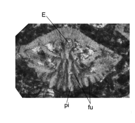 Orbitokathina campaniana Boix, Villalonga, Caus & Hottinger, 2009