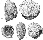 Pseudorotalia schaubi Hottinger, 1966