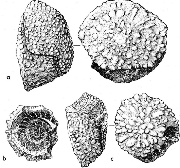Pseudorotalia schaubi Hottinger, 1966