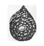 Mandanella persica Rahaghi, 1983