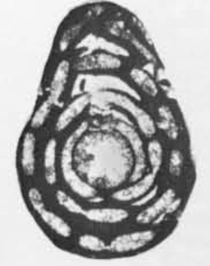 Periloculina minuta Rahaghi, 1983 Periloculina minuta Rahaghi, 1983