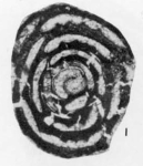 Periloculina iranica Rahaghi, 1983