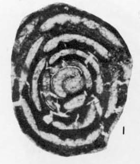 Periloculina iranica Rahaghi, 1983 Periloculina iranica Rahaghi, 1983
